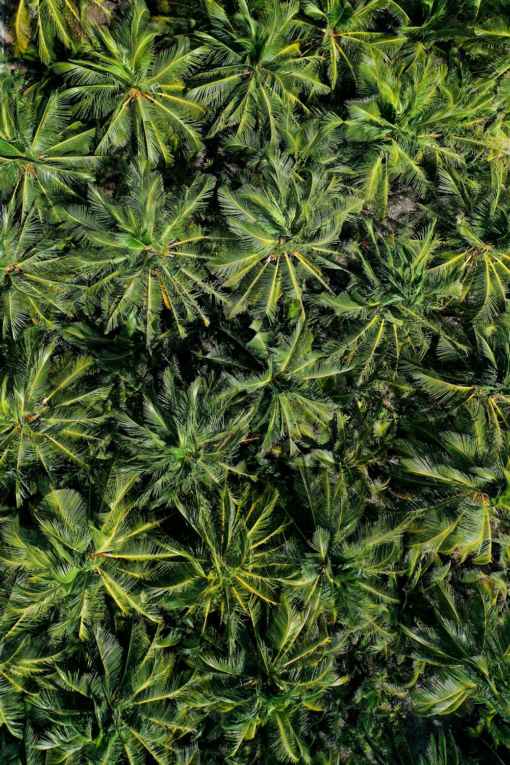 the top view of a palm tree from above