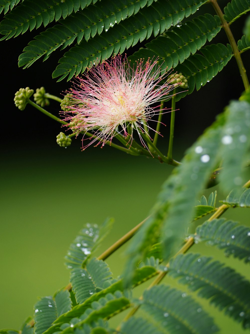 a close up of a flower on a plant