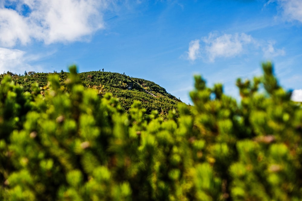 a view of a green mountain with a blue sky in the background