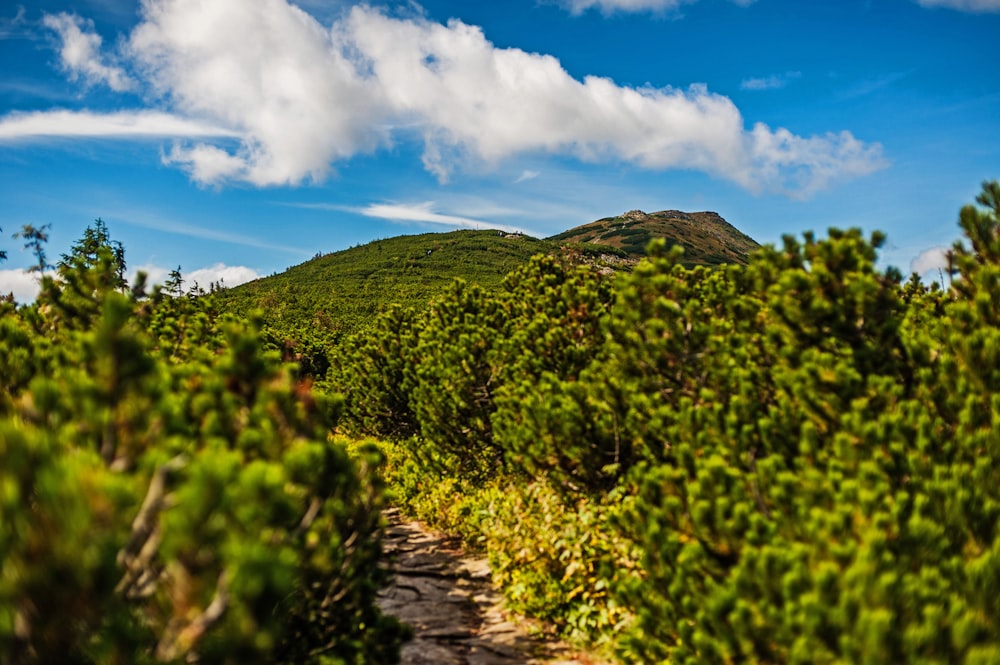 Un chemin au milieu d’une forêt avec une montagne en arrière-plan