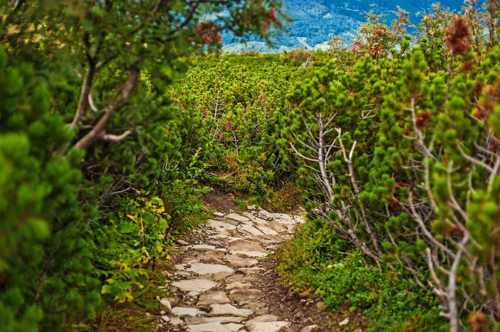 a path in the woods leading to a mountain