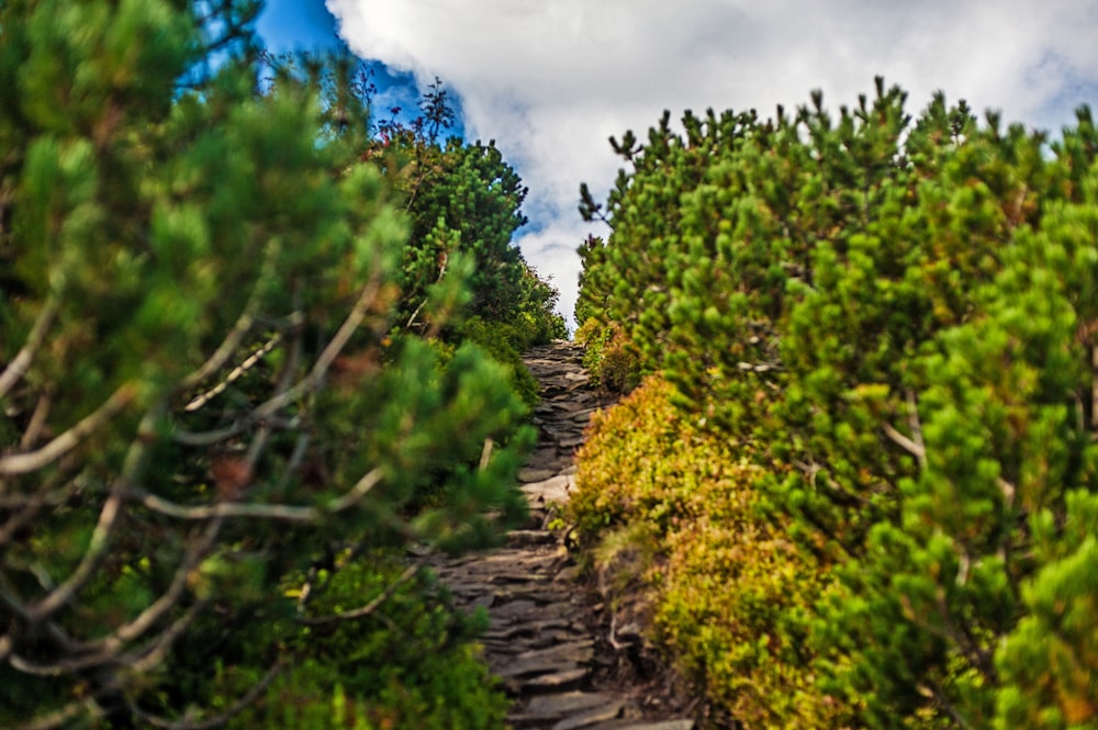 a view of a path made of rocks and trees