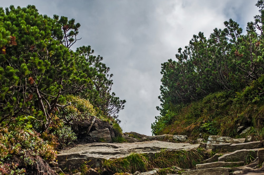 a rocky path surrounded by trees on a cloudy day