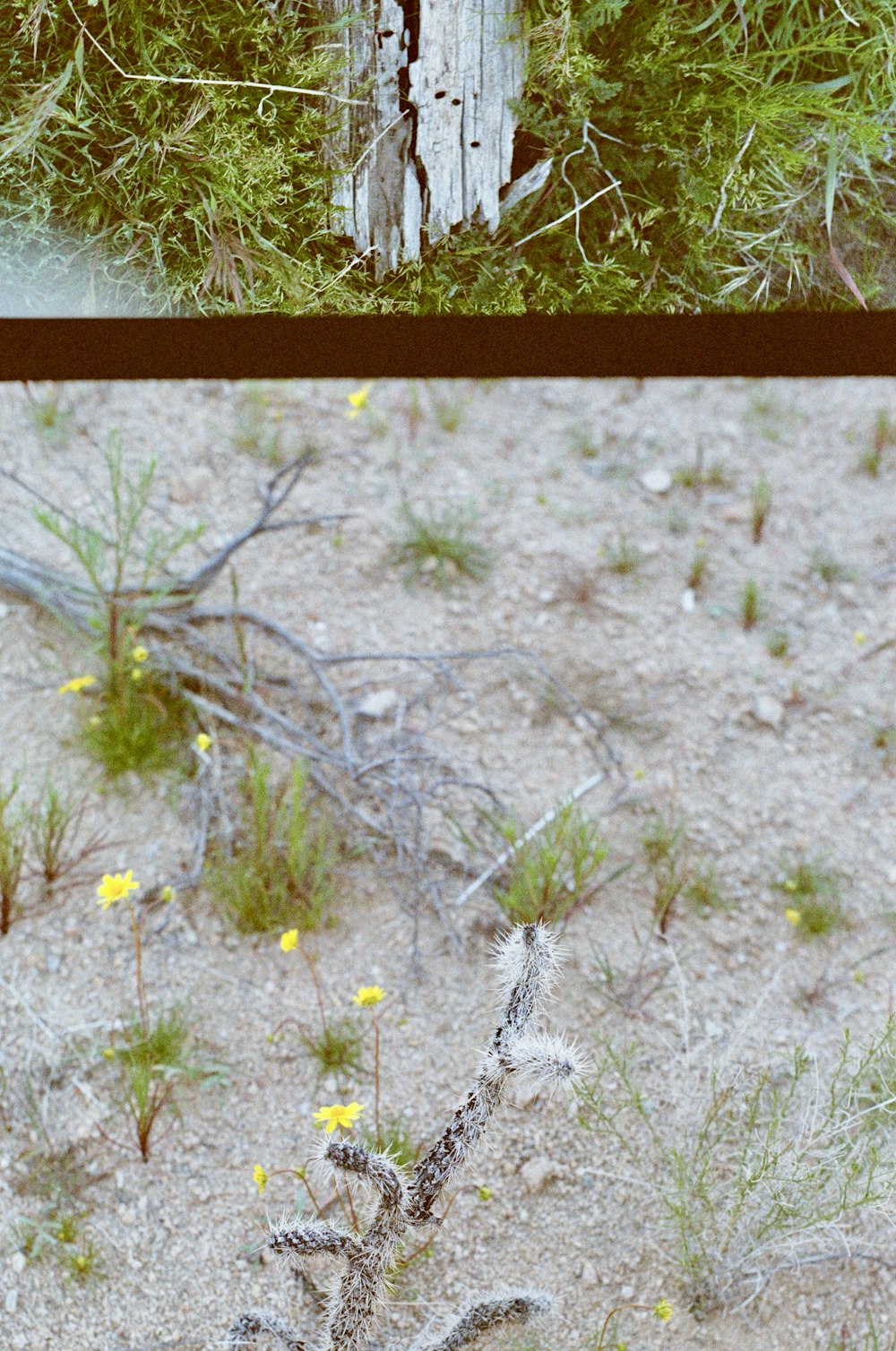 two pictures of a dead tree in the middle of a field