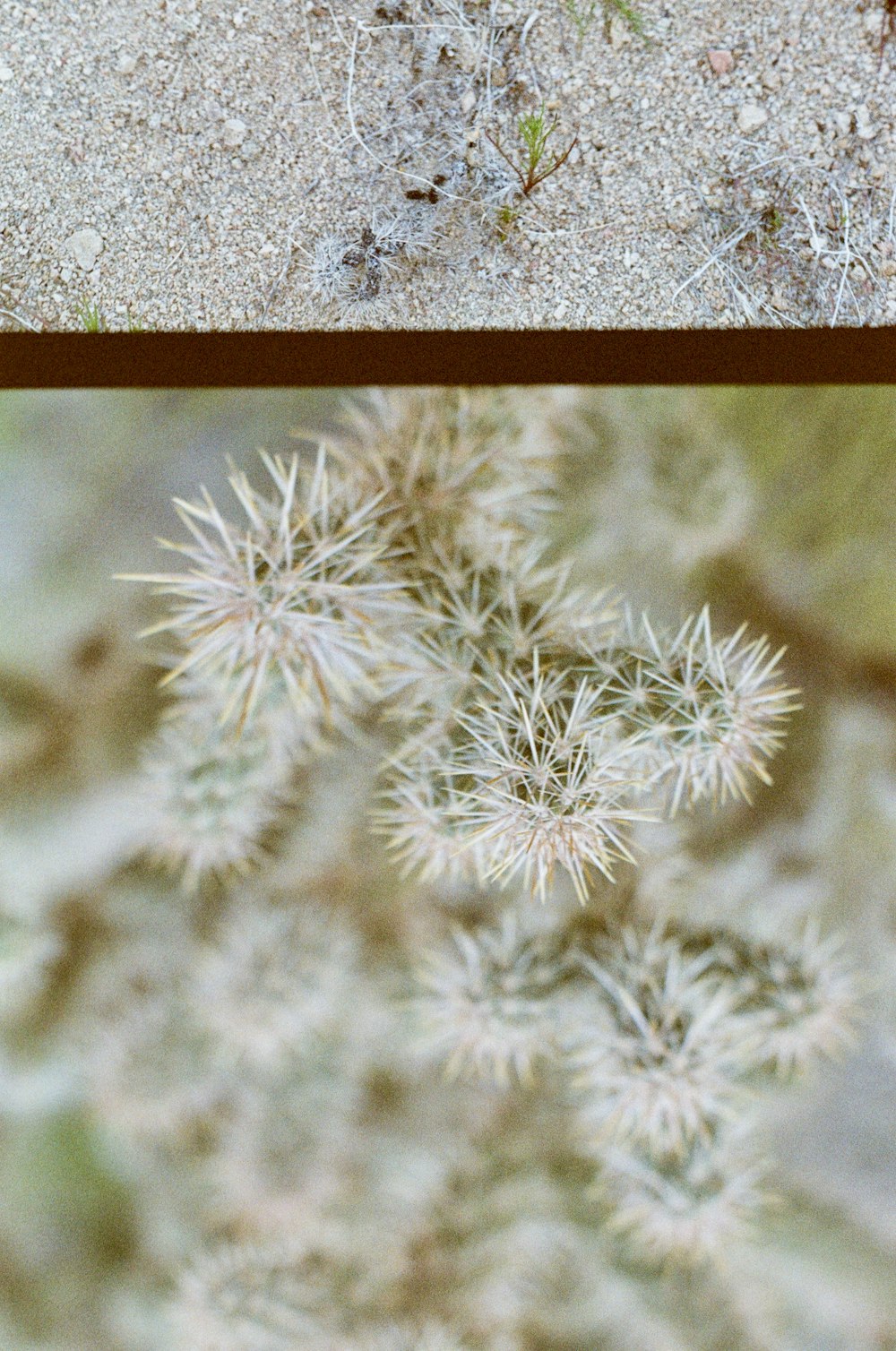 a close up of a plant with dirt on it