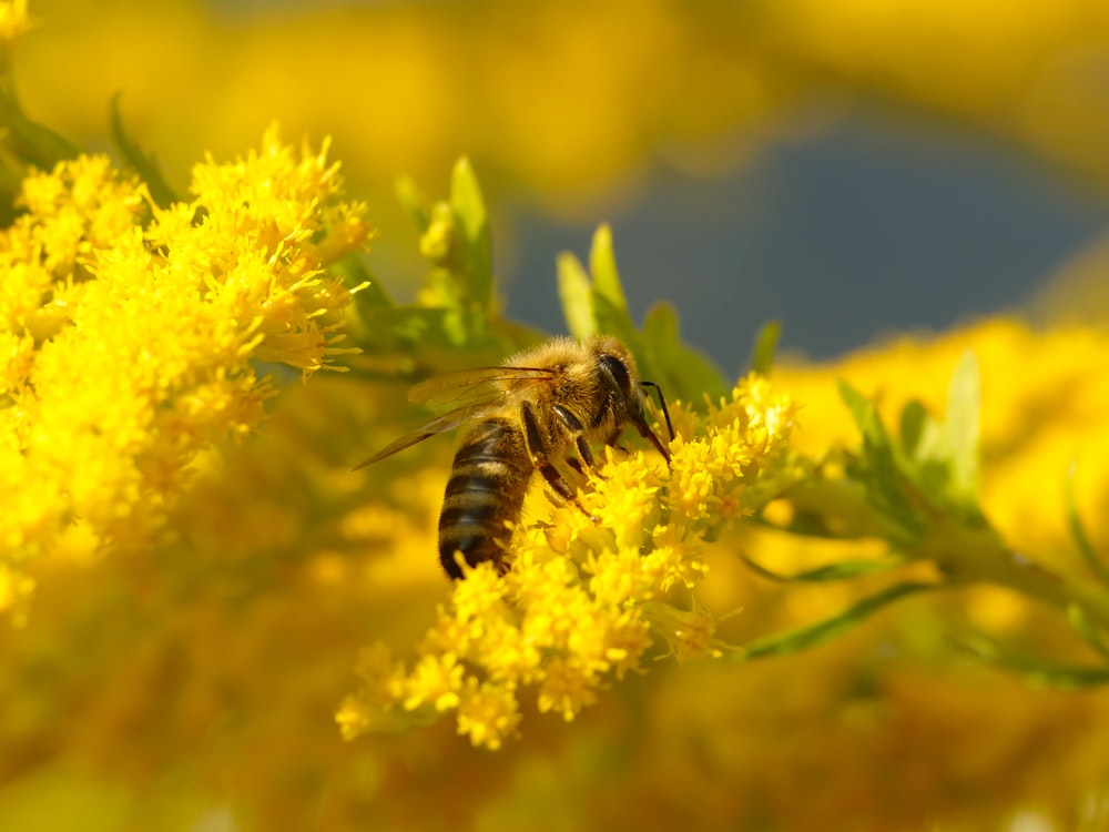 a bee that is sitting on a yellow flower