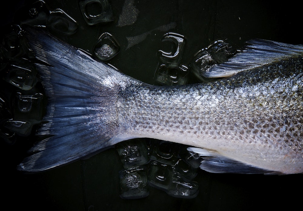 a fish with a lot of ice around it