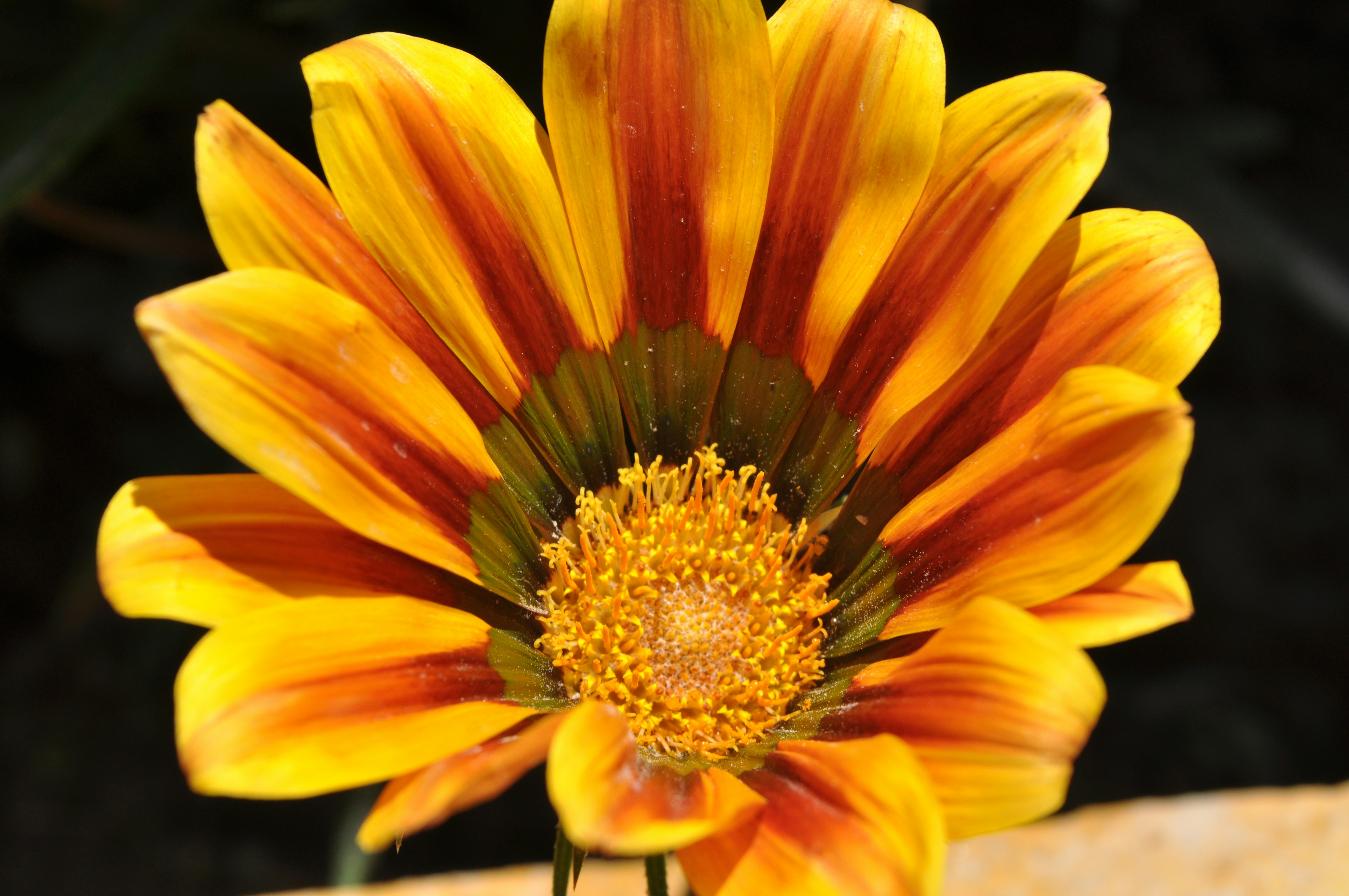 Photo by isaac_wajid