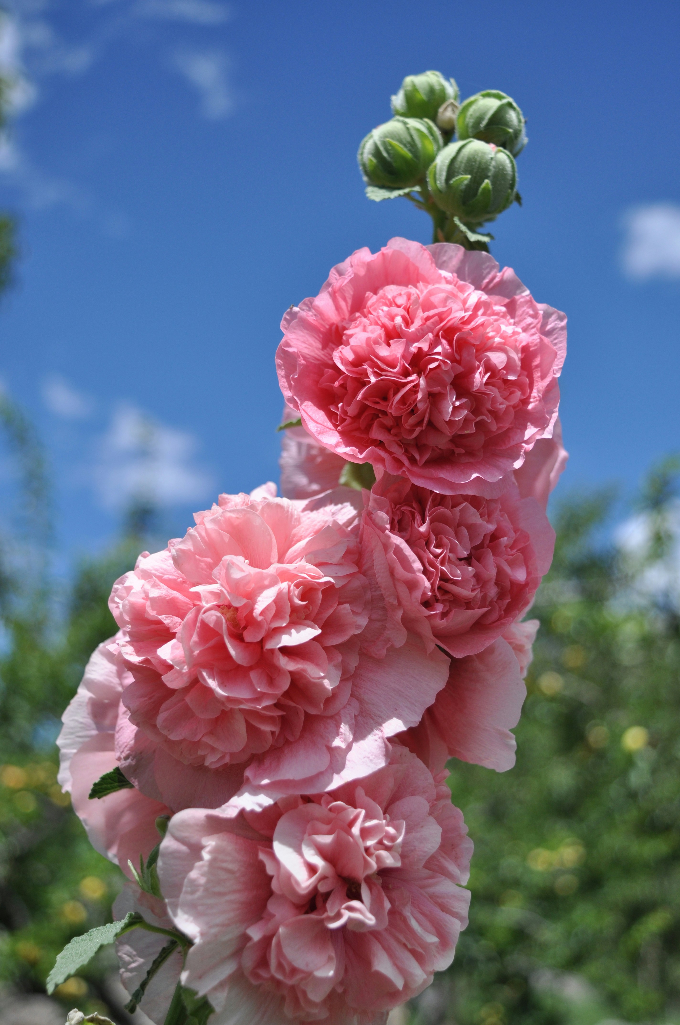 Photo by isaac_wajid