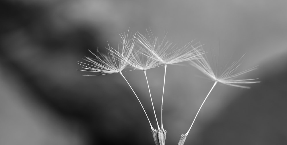 a black and white photo of a dandelion