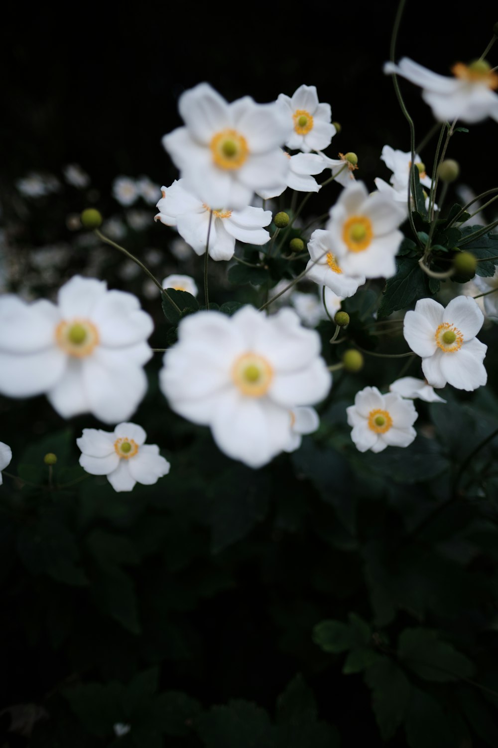 un bouquet de fleurs blanches avec des centres jaunes