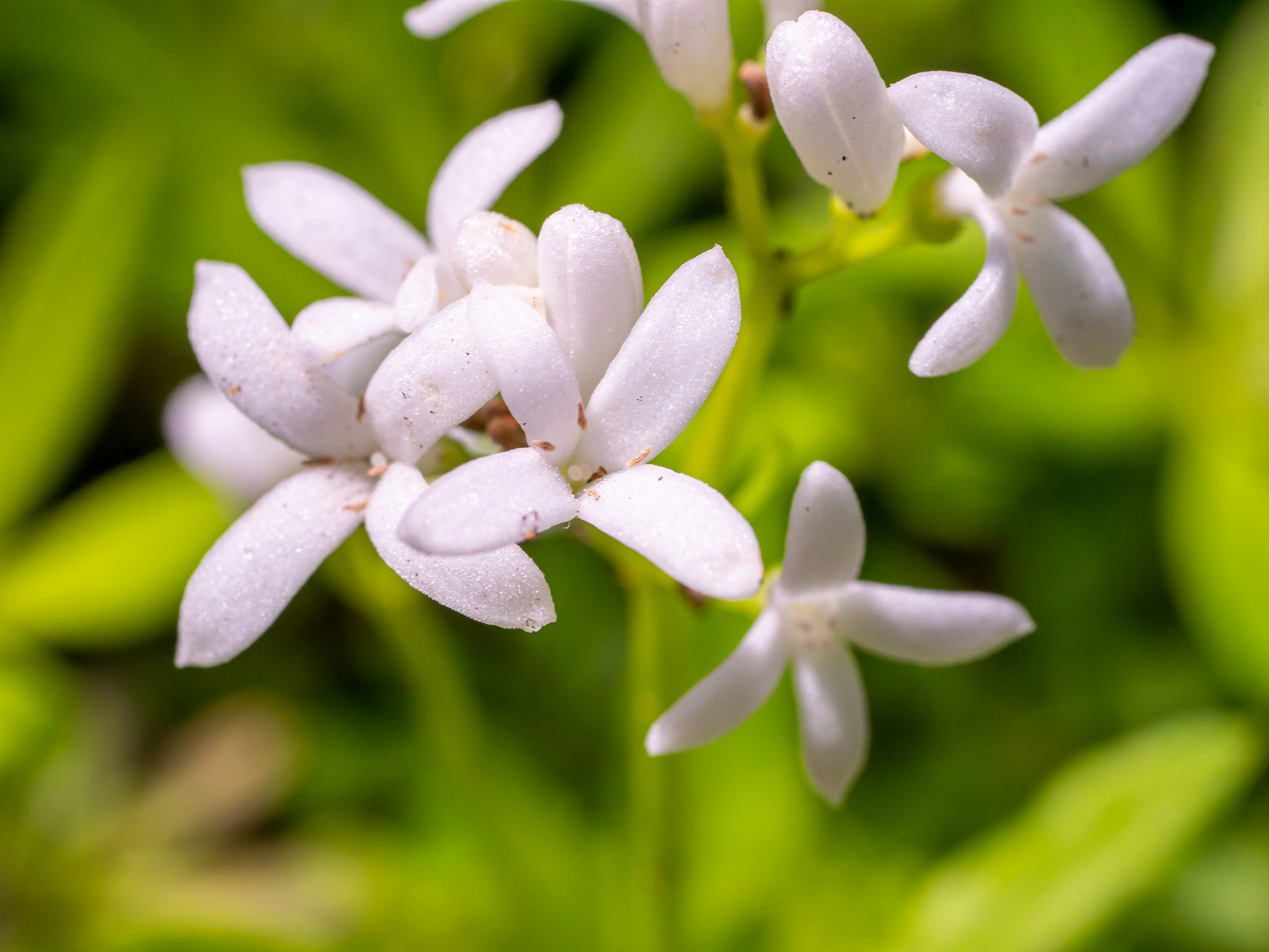a close up of a white flower on a plant