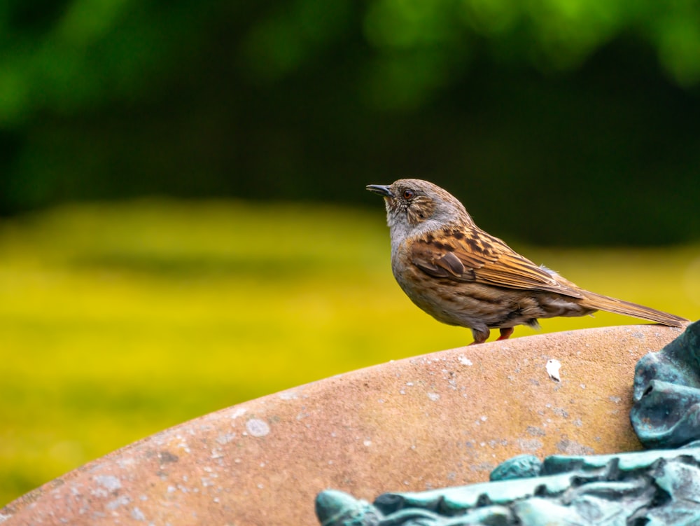 a small brown bird sitting on top of a bird bath