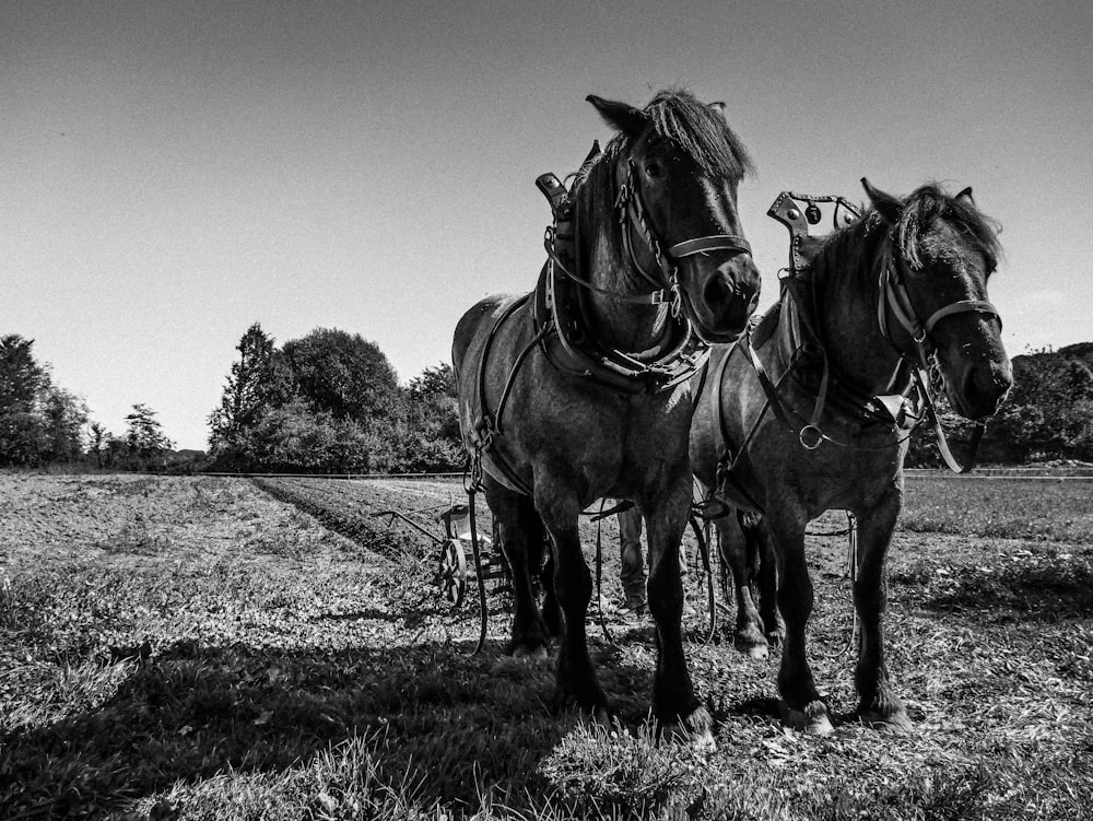 a couple of horses standing next to each other on a field
