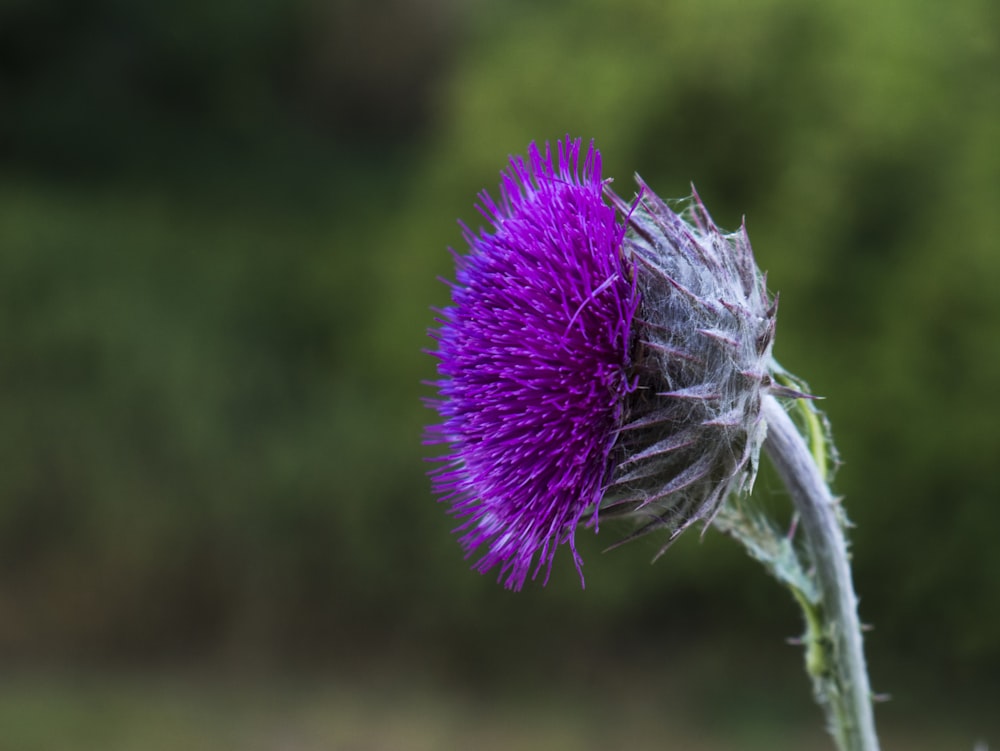 a purple flower with a blurry background