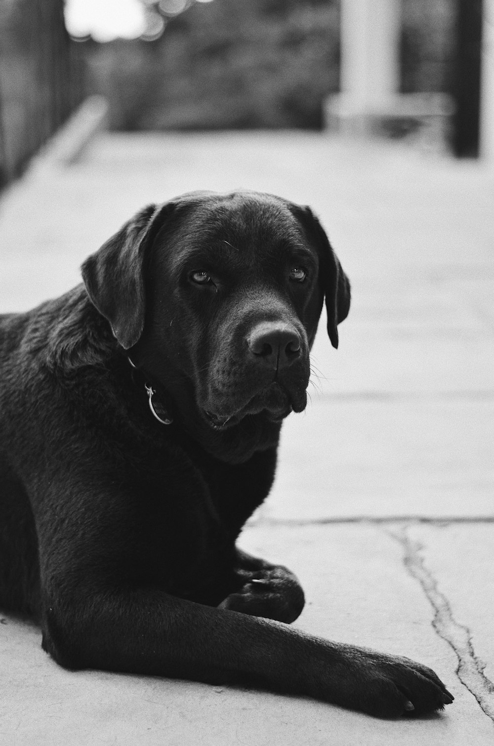 a black dog laying down on a sidewalk