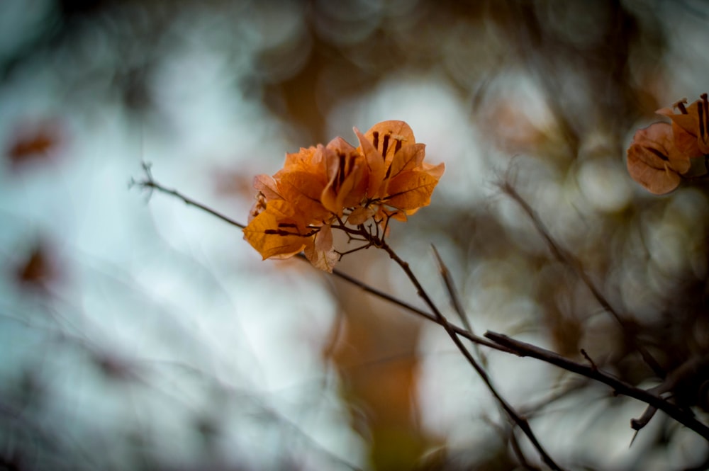 a close up of a flower on a tree branch