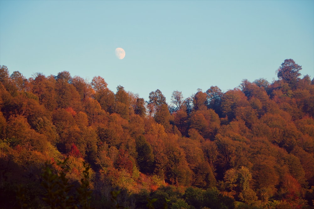 a full moon is seen above a forest