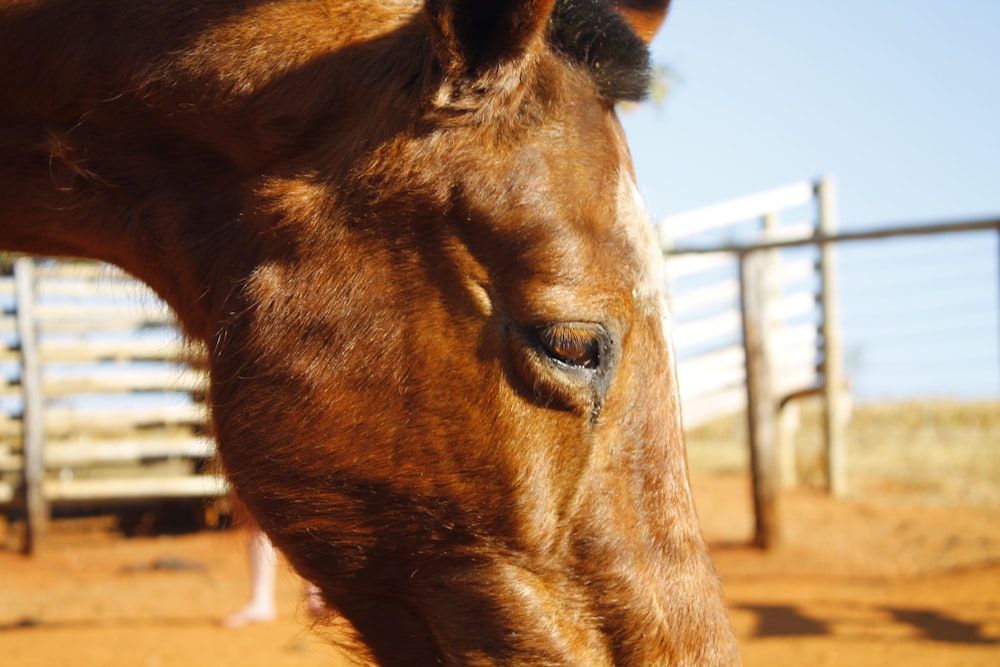 a close up of a horse's face near a fence