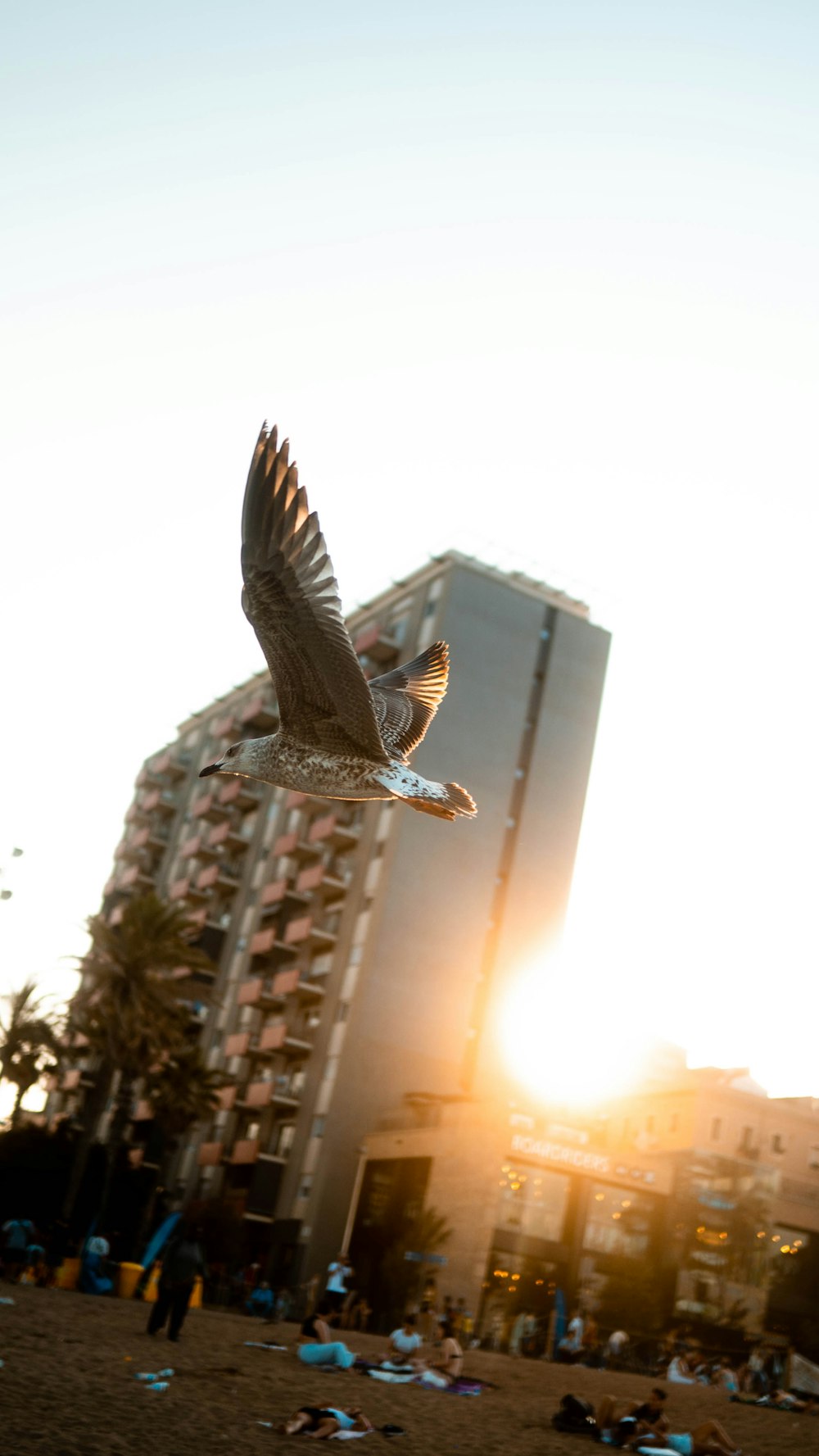 a large bird flying over a beach next to a tall building