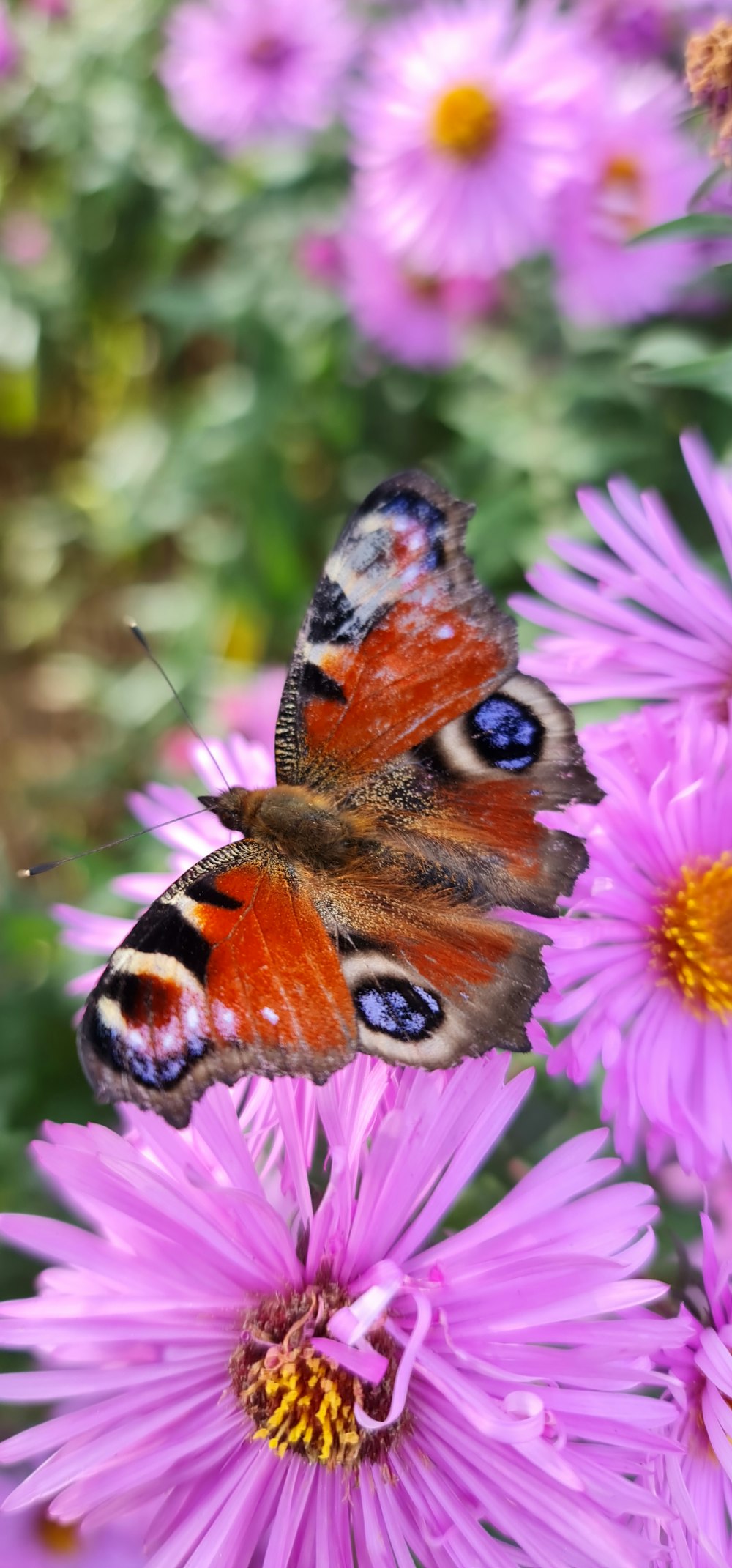 a close up of a butterfly on a flower