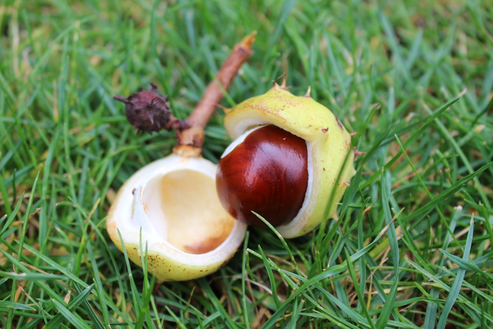 two pieces of fruit sitting on top of a lush green field