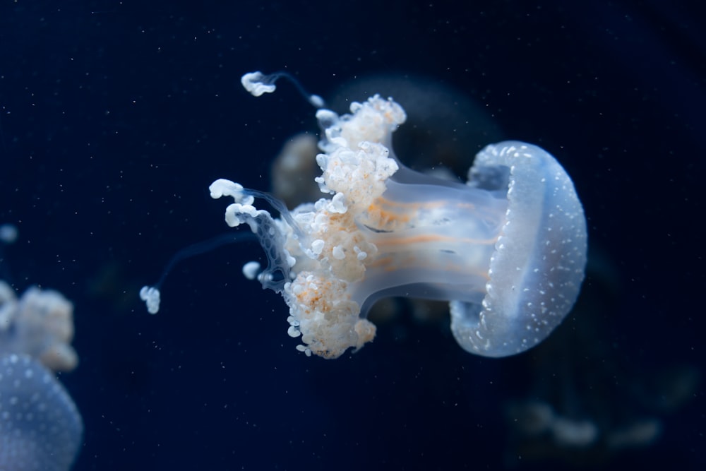 a close up of a jellyfish in an aquarium