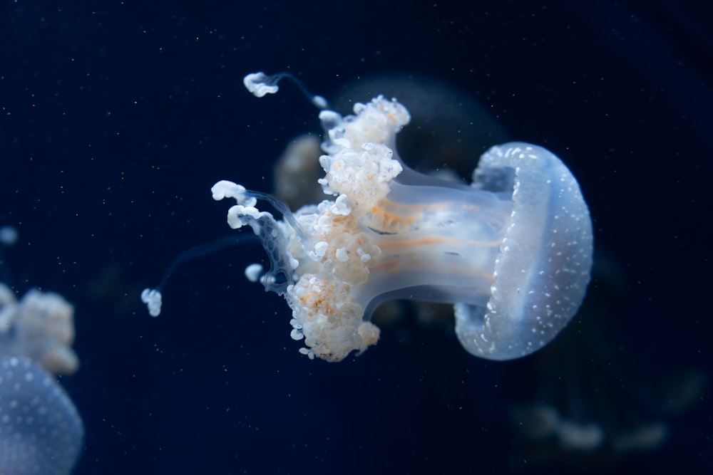 Nahaufnahme einer Qualle in einem Aquarium