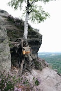 A rugged tree is growing on a rocky cliff, with exposed roots wrapping around a large rock. A backpack is hanging from the branches. The background reveals a vast, green forest under a somewhat overcast sky.