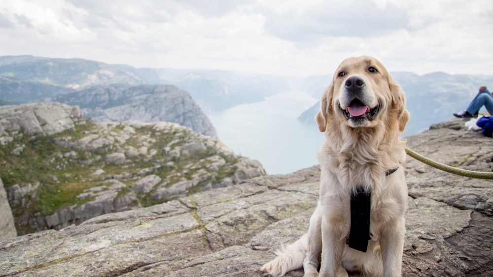 a dog sitting on top of a mountain next to a person