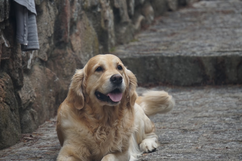 a golden retriever laying down on a cobblestone street