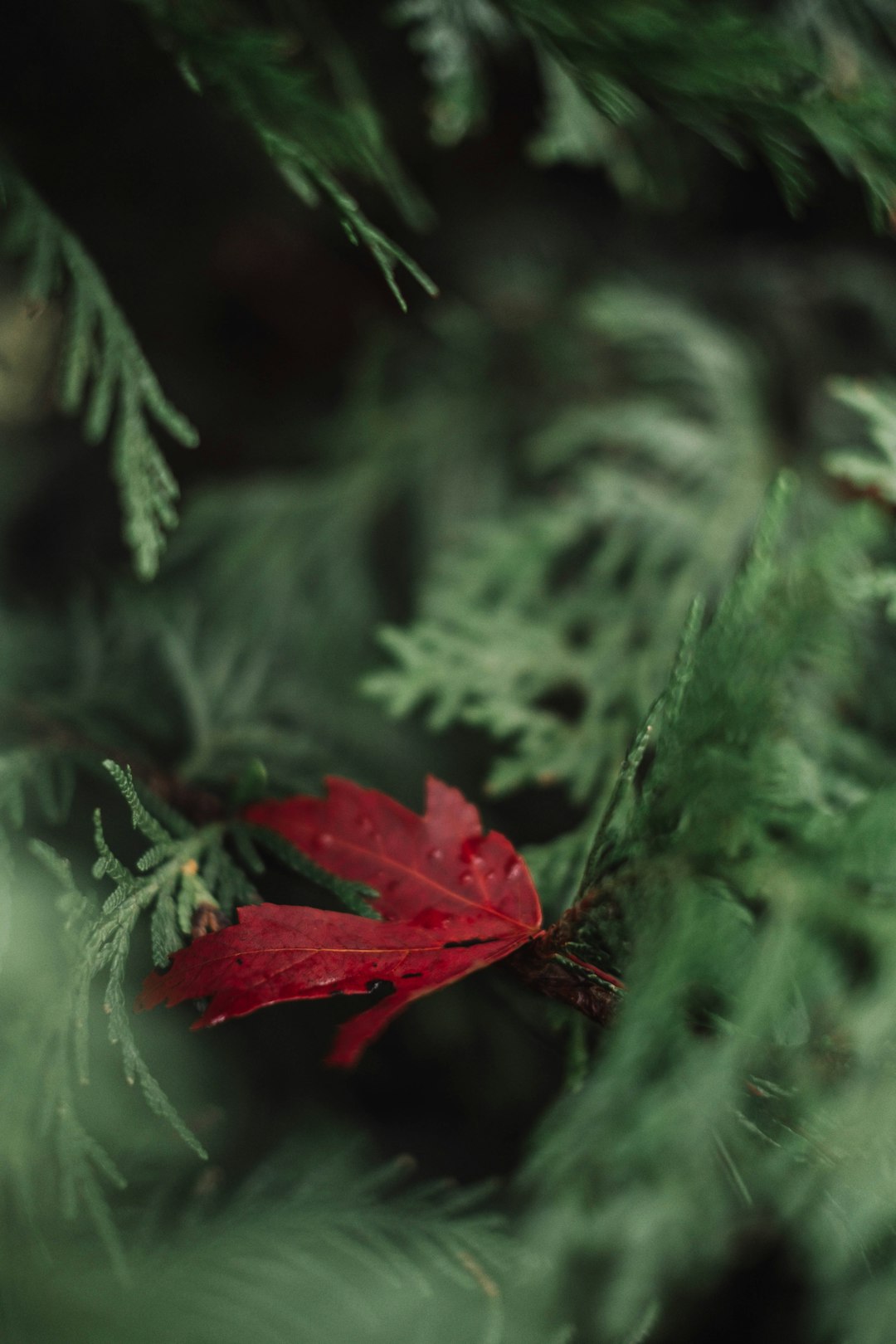 tree mallow, evergreen tree, a red leaf sitting on top of a green tree