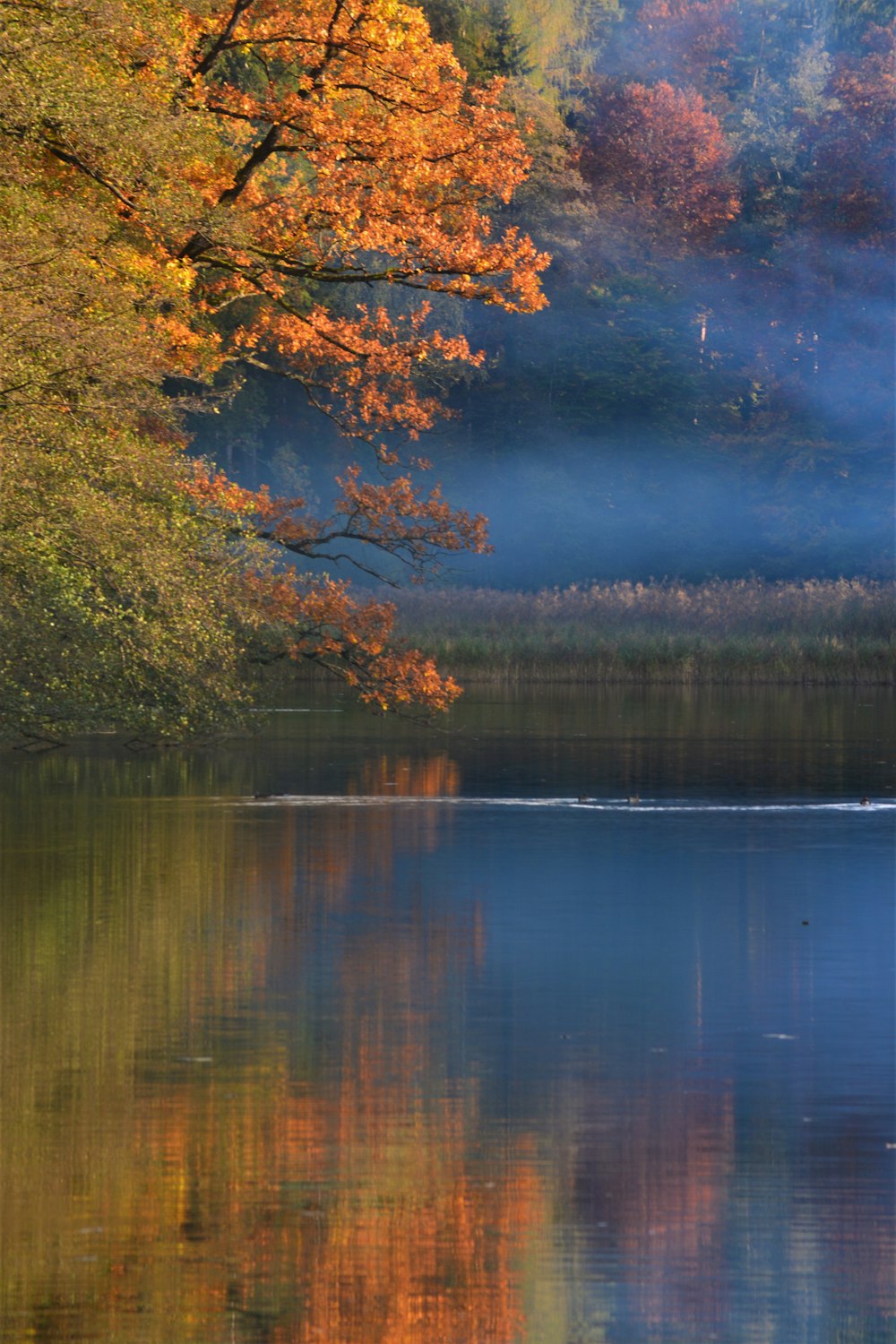 a body of water surrounded by trees in the fall