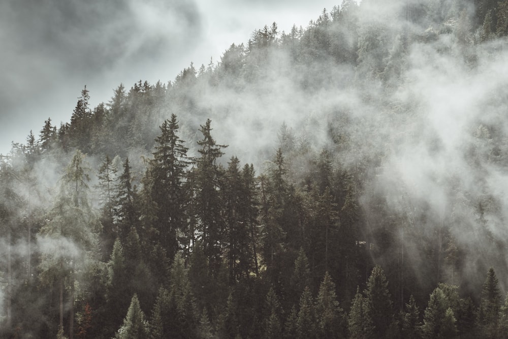 uma montanha coberta de nevoeiro com árvores em primeiro plano