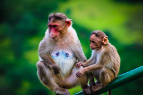 a couple of monkeys sitting on top of a green pole