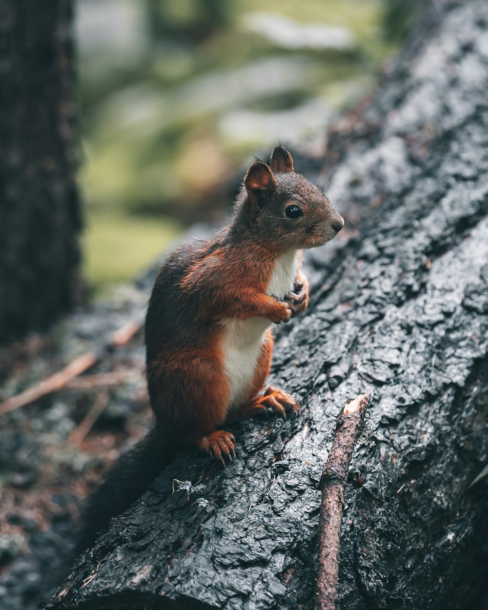 Uno scoiattolo rosso seduto su un tronco d'albero