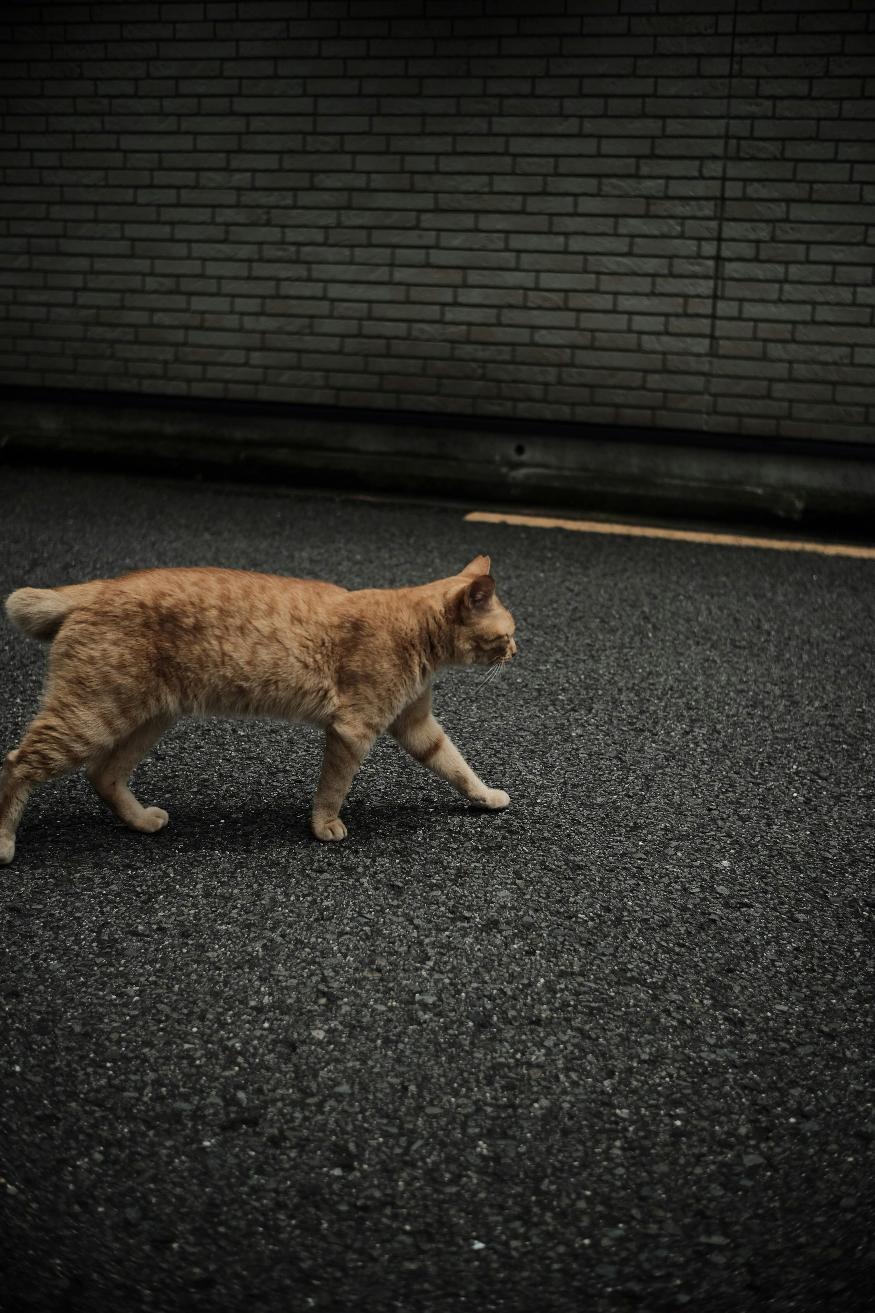 A cat walking across a street next to a brick wall photo – Free Grey ...