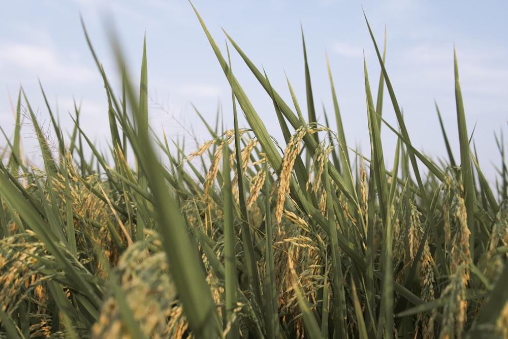 a field of tall grass with a blue sky in the background