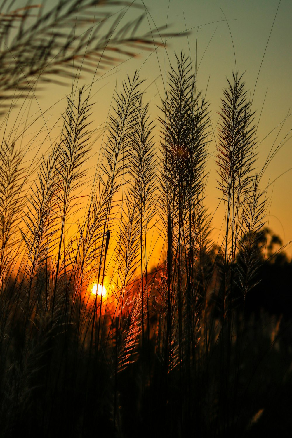 the sun is setting behind some tall grass