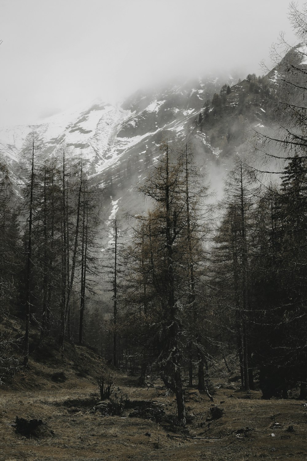 a mountain covered in snow with trees in the foreground