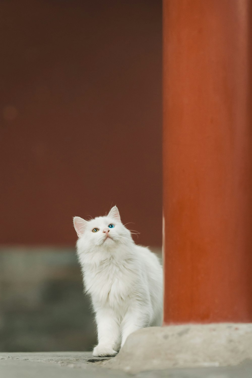 a white cat sitting on the ground next to a pillar
