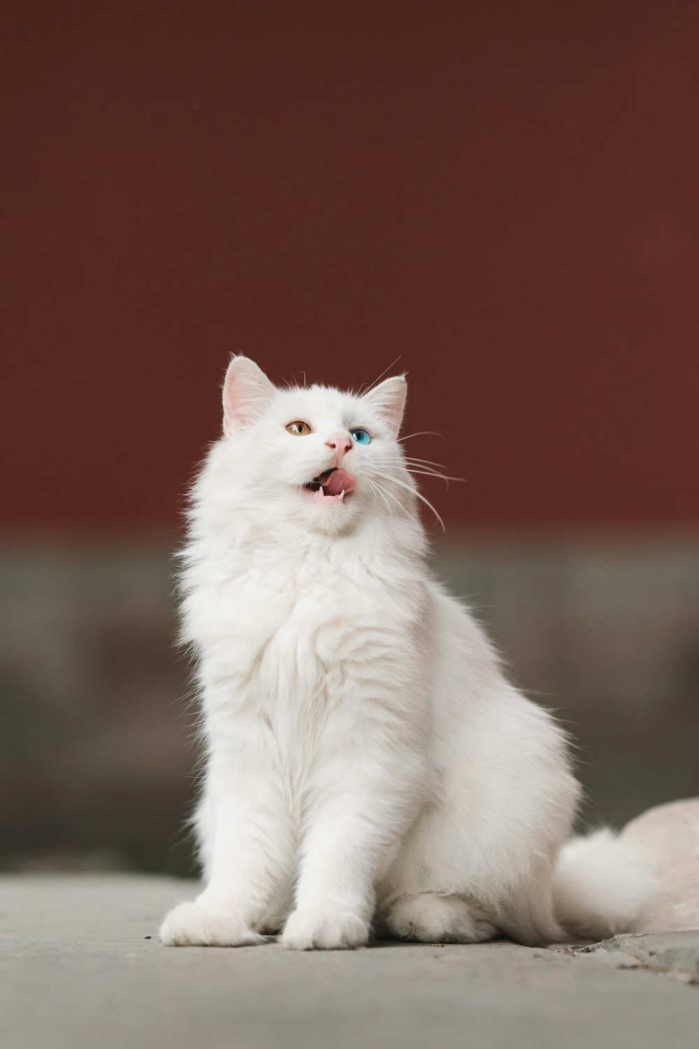 a white cat with blue eyes sitting on the ground