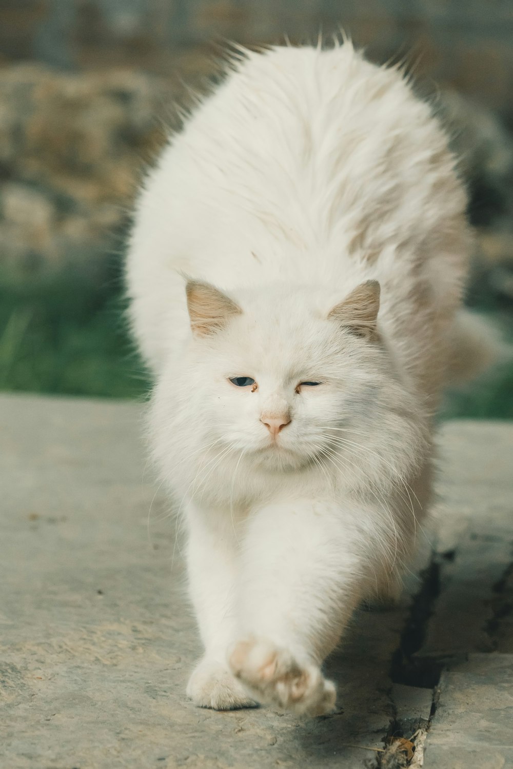 a white cat walking across a cement surface