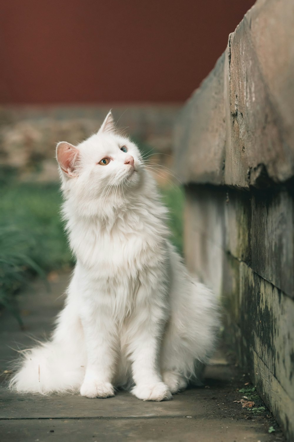 a white cat sitting next to a brick wall