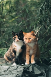 a couple of cats sitting on top of a rock