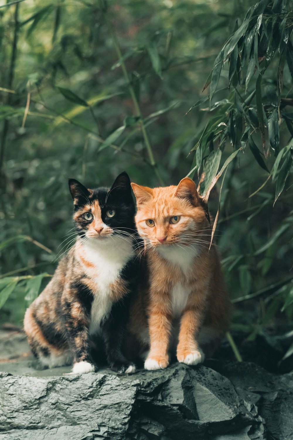 a couple of cats sitting on top of a rock