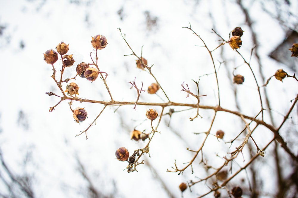 a branch with small flowers on it against a white sky