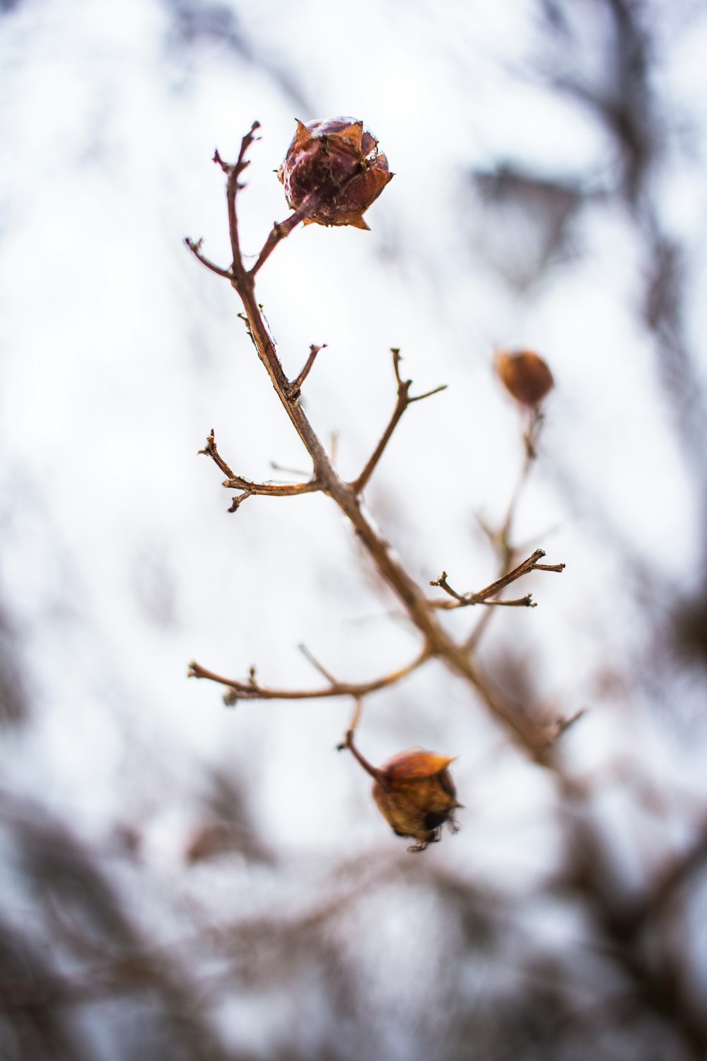 a bare tree branch with a few leaves