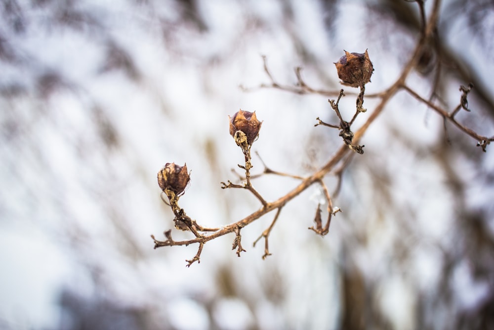 un gros plan d’une branche d’arbre sans feuilles