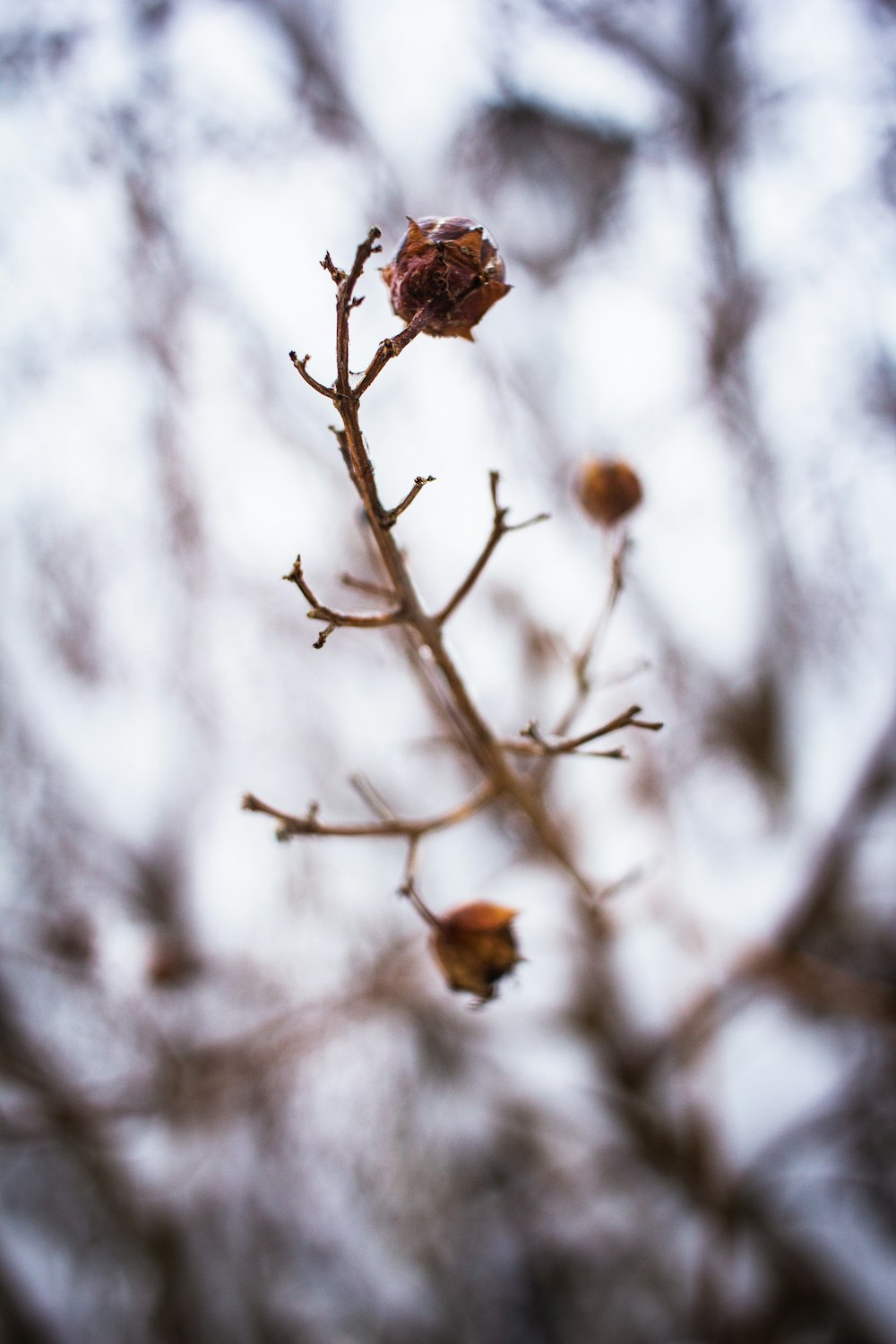 a tree branch with a bunch of flowers on it